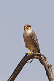 Image. Red-necked Falcon