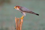 Image. Red-necked Falcon