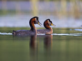 Image. Red-necked Grebe