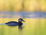Image. Red-necked Grebe
