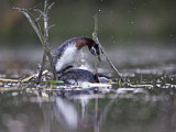 Image. Red-necked Grebe