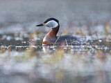 Image. Red-necked Grebe