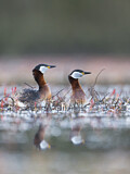 Image. Red-necked Grebe