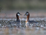 Image. Red-necked Grebe