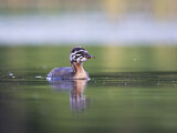 Image. Red-necked Grebe