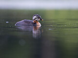 Image. Red-necked Grebe