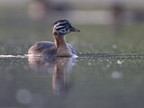 Image. Red-necked Grebe