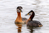 Image. Red-necked Grebe