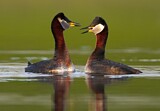 Image. Red-necked Grebe