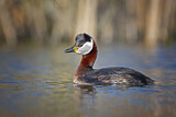 Image. Red-necked Grebe