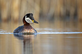 Image. Red-necked Grebe