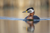 Image. Red-necked Grebe
