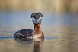 Image. Red-necked Grebe