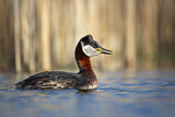 Image. Red-necked Grebe