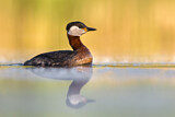 Image. Red-necked Grebe