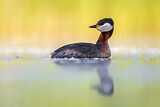 Image. Red-necked Grebe