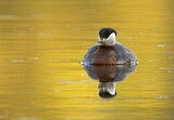 Image. Red-necked Grebe