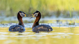 Image. Red-necked Grebe