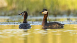 Image. Red-necked Grebe