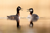 Image. Red-necked Grebe