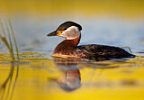 Image. Red-necked Grebe