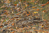 Image. Red-necked Nightjar