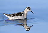 Image. Red-necked Phalarope