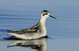 Image. Red-necked Phalarope