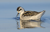 Image. Red-necked Phalarope
