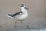 Image. Red-necked Phalarope