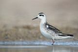 Image. Red-necked Phalarope
