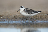 Image. Red-necked Phalarope