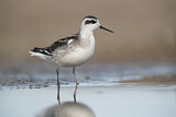 Image. Red-necked Phalarope