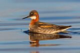 Image. Red-necked Phalarope