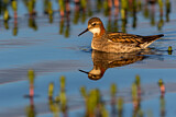 Image. Red-necked Phalarope