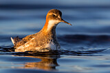 Image. Red-necked Phalarope