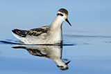 Image. Red-necked Phalarope