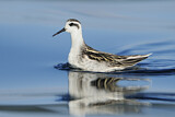 Image. Red-necked Phalarope