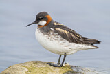 Image. Red-necked Phalarope
