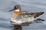 Image. Red-necked Phalarope