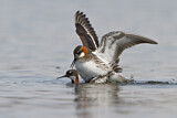 Image. Red-necked Phalarope