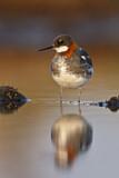 Image. Red-necked Phalarope