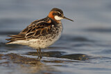 Image. Red-necked Phalarope