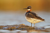 Image. Red-necked Phalarope