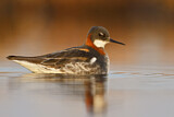 Image. Red-necked Phalarope