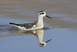 Image. Red-necked Phalarope