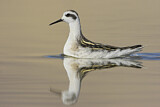 Image. Red-necked Phalarope