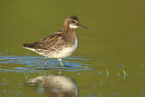 Image. Red-necked Phalarope