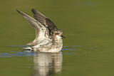 Image. Red-necked Phalarope