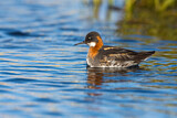 Image. Red-necked Phalarope